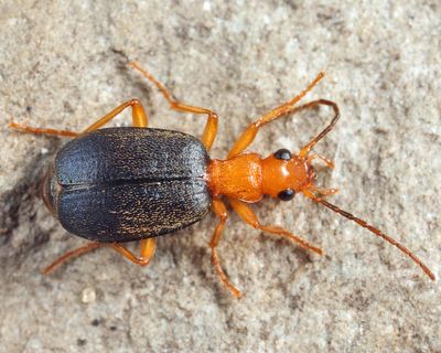 Brachinus rugipennis