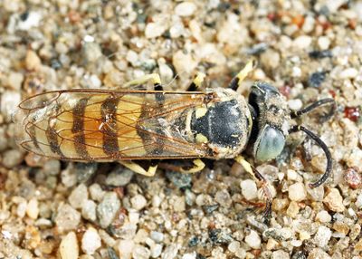 Microbembex monodonta