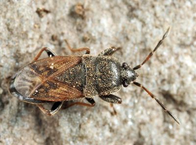 Megalonotus sabulicola