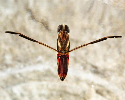 Buenoa confusa