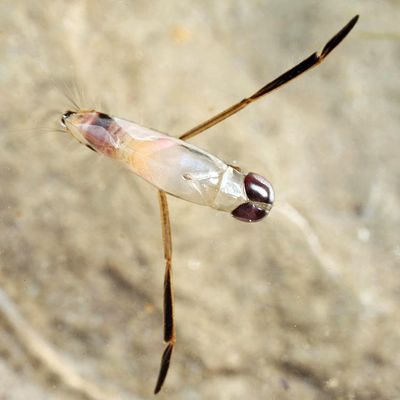 Buenoa confusa