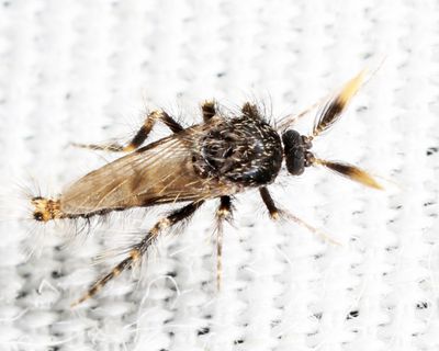 Forcipomyia sp.