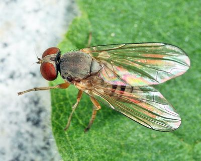 Platypeza taeniata
