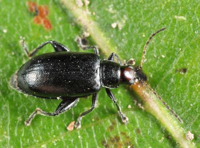 Red-headed Flea Beetle - Systena frontalis