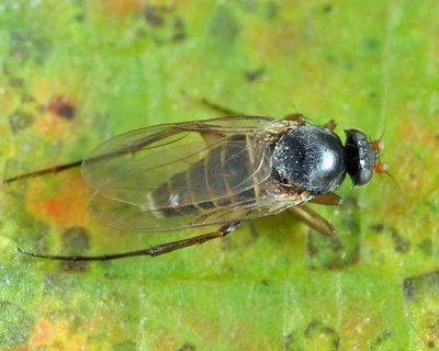 Dohrniphora incisuralis