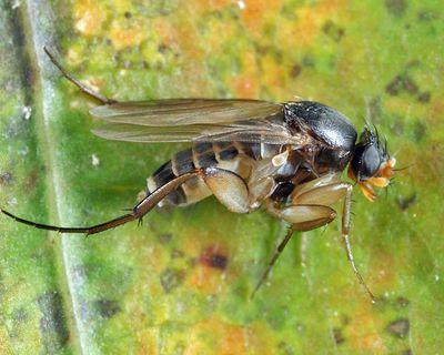 Dohrniphora incisuralis