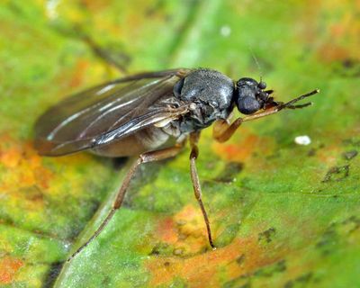 Gymnophora luteiventris