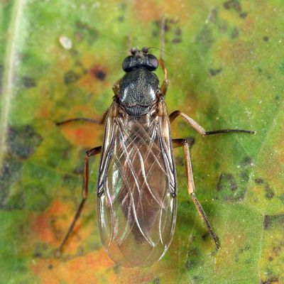 Gymnophora luteiventris