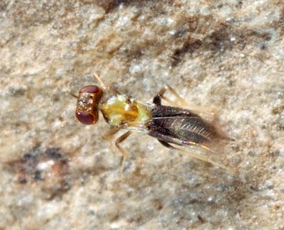 Centrodora sp.