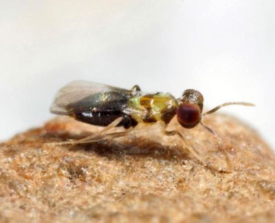 Centrodora sp.