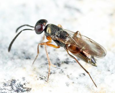 Ericydnus sp.