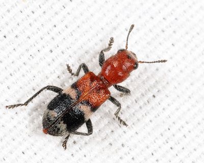 Enoclerus nigripes