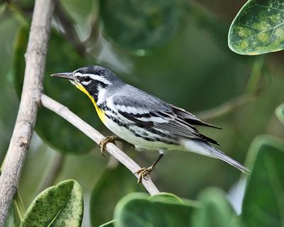 Yellow-throated Warbler - Setophaga dominica