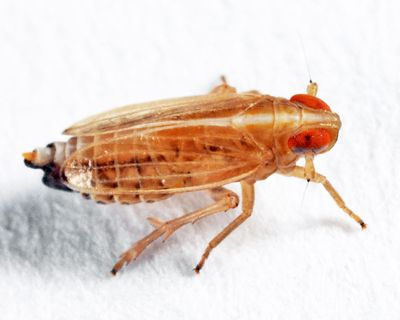 Kelisia vesiculata