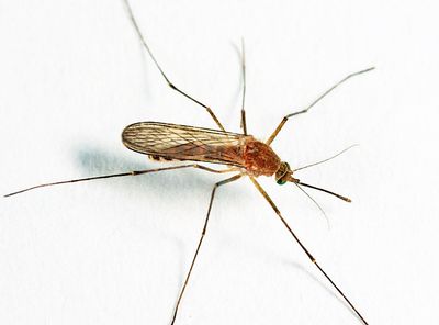 Northern Frog-biting Mosquito - Culex territans