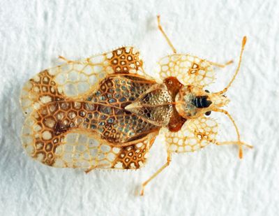 Alder Lace Bug - Corythucha pergandei