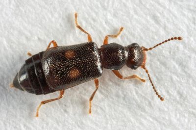 Ephelinus notatus