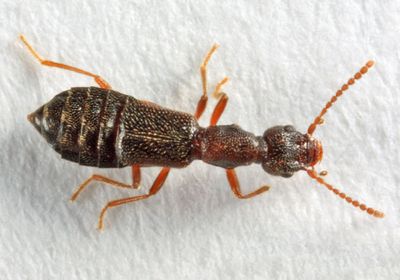 Ocellate Rove Beetles - Subfamily Omaliinae Photo Gallery by