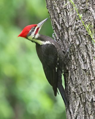 Pileated Woodpecker - Dryocopus pileatus