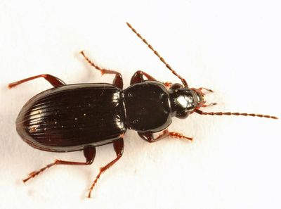 Pterostichus patruelis