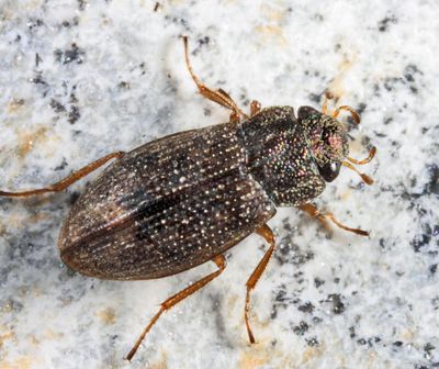 Helophorus nitiduloides