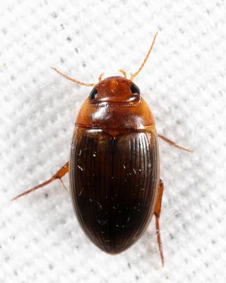 Copelatus glyphicus
