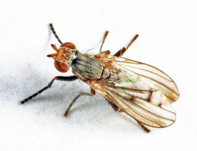 Pherbellia tenuipes