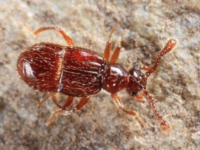 Decarthron longulum (female)