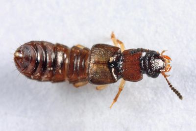 Oxytelus laqueatus