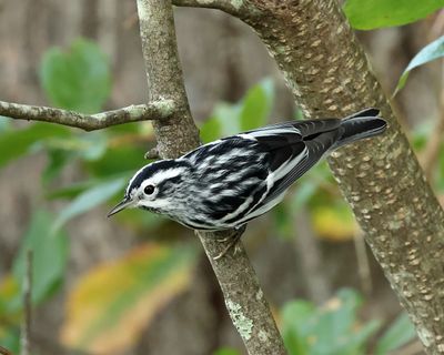 Black-and-white Warbler - Mniotilta varia