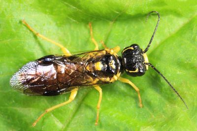 Pamphilius cf ochreipes