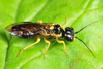 Pamphilius cf ochreipes