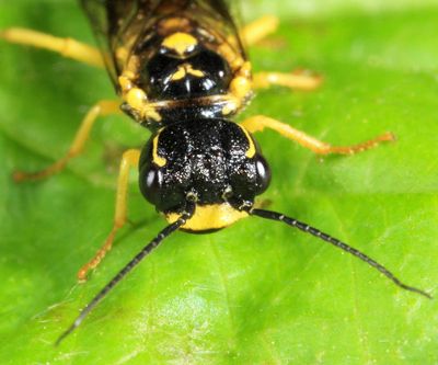 Pamphilius cf ochreipes