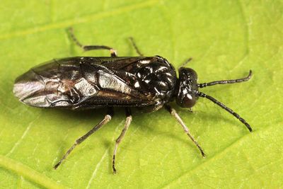 Monophadnoides osgoodi