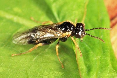 Fenusella nana