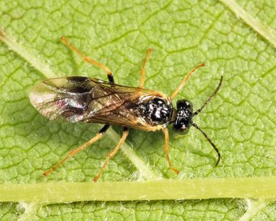 Early Birch Leaf Edgeminer - Fenusella nana