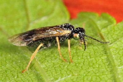 Early Birch Leaf Edgeminer - Fenusella nana