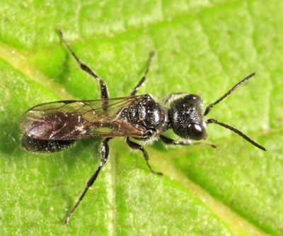 Pemphredon inornata
