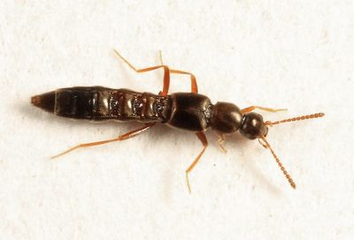 Tachyusa americana 