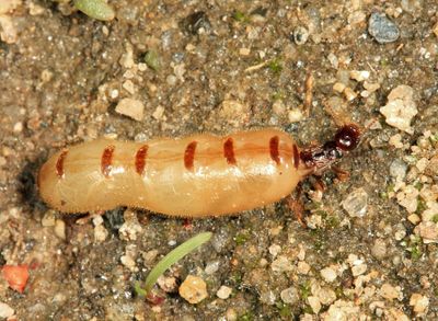 Eastern Subterranean Termite - Reticulitermes flavipes (Queen)