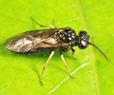 Monophadnus pallescens