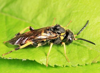 Pseudosiobla excavata