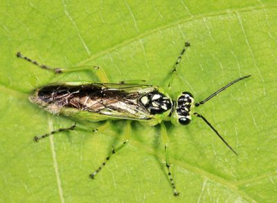 Rhogogaster californica