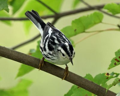 Black-and-white Warbler - Mniotilta varia