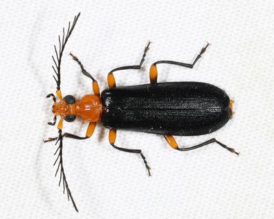 Neopyrochroa femoralis