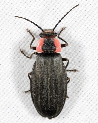 Podabrus tricostatus