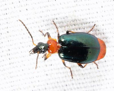 Green-winged Lebia - Lebia viridipennis