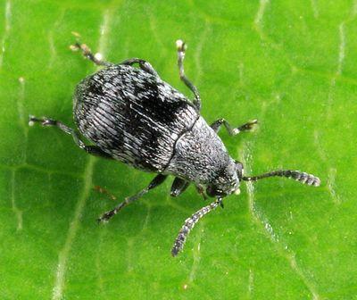 Leaf Beetles - Subfamily Bruchinae - Pea and Bean Weevils