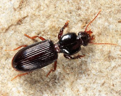 Clivina americana