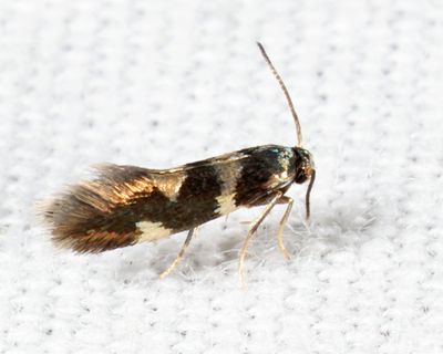 0234 - Tupelo Leafminer - Antispila nysaefoliella